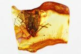 Detailed Fossil Planthopper (Fulgoroidea) In Baltic Amber #346390-1